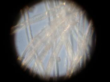 竹纤维显微镜下的结构